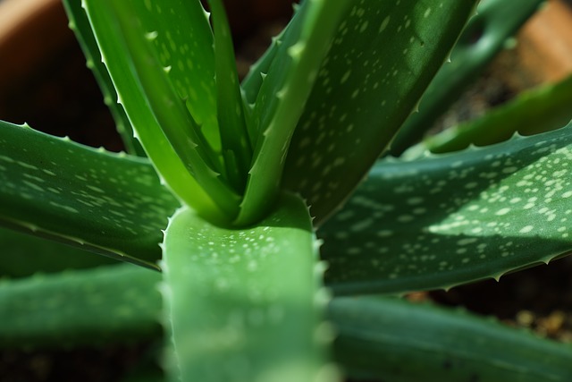 Can I Eat Aloe Vera During Pregnancy