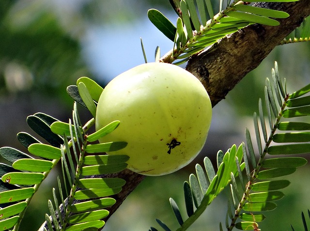 can i eat amla in pregnancy