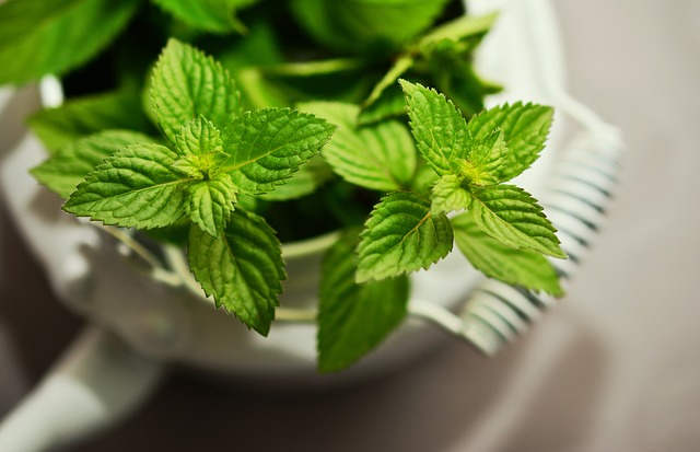 can i eat mint leaves in pregnancy