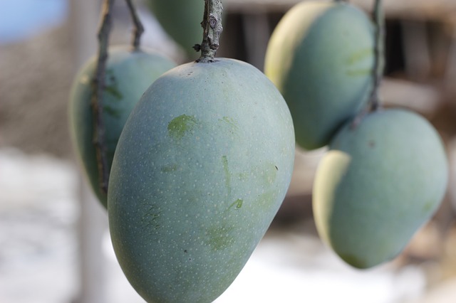 can-you-eat-mango-skin