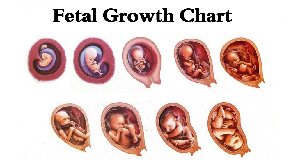 Fetal Development By Week Chart