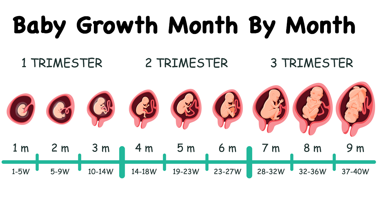 Month To Month Pregnancy Calendar - Cass Danielle