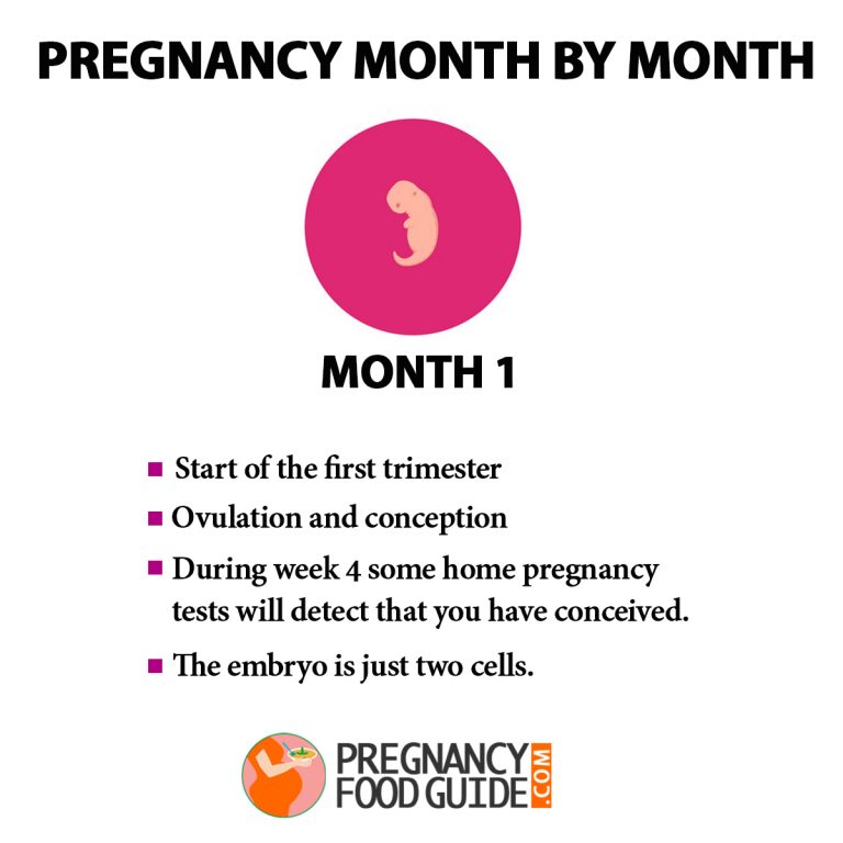 Pregnancy Month By Month - Baby Development