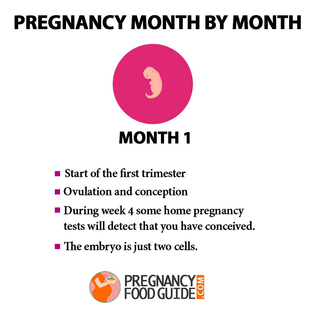 Pregnancy Month By Month – Baby Development 2