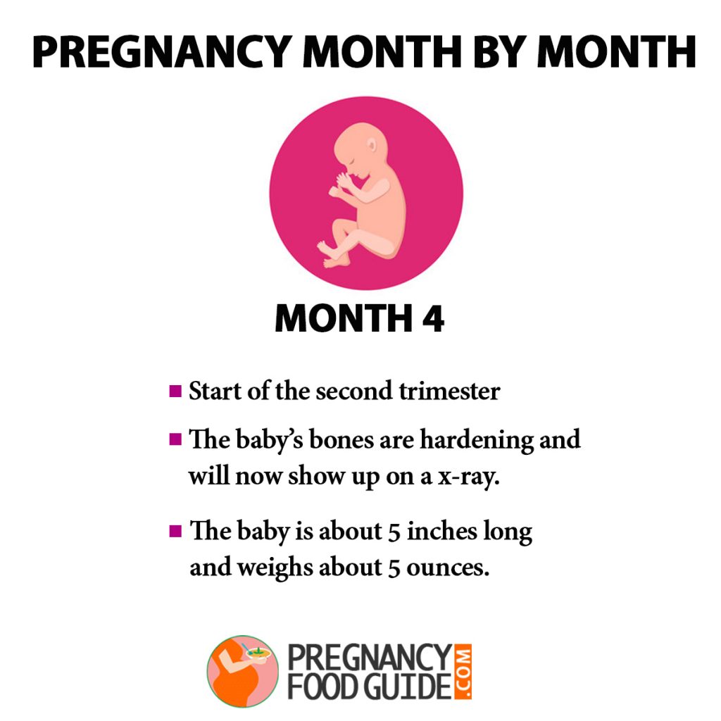 Pregnancy Month By Month - Baby Development