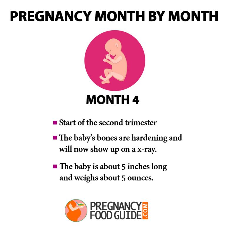 Pregnancy Month By Month - Baby Development