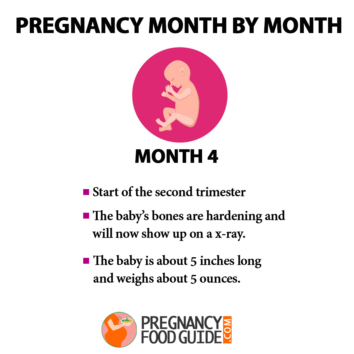 Pregnancy Month By Month – Baby Development 5