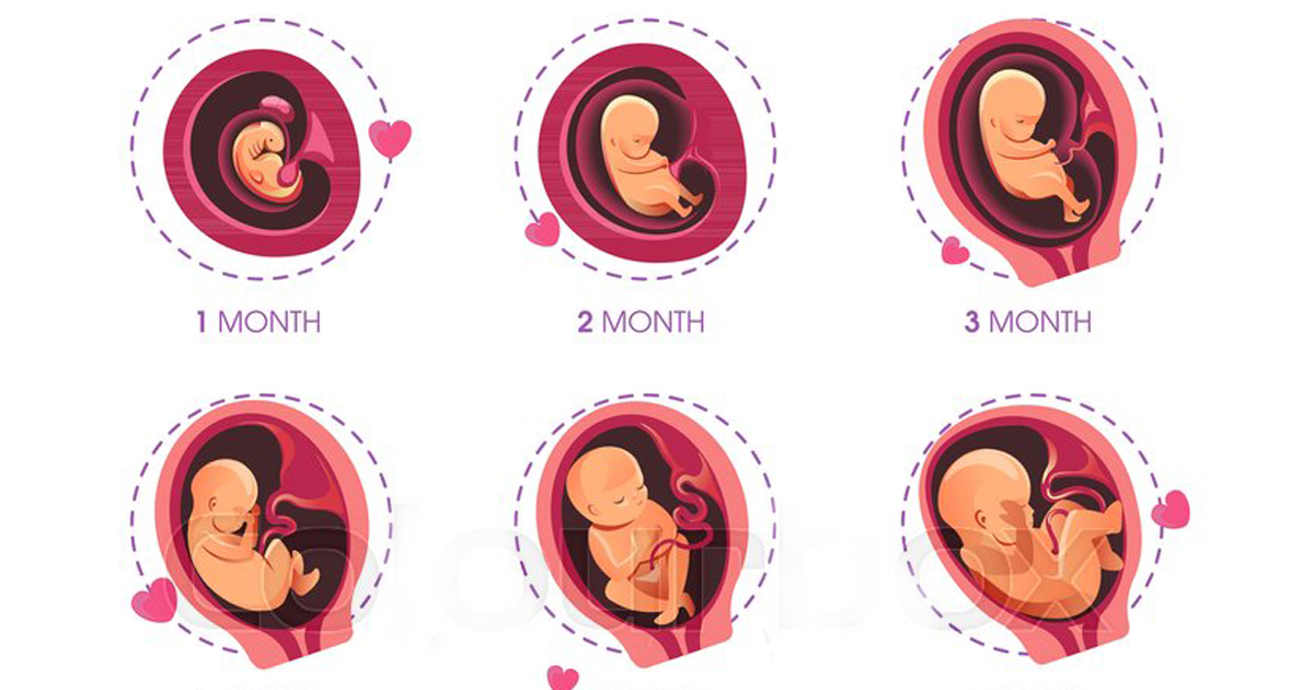 4 month pregnancy baby size pictures