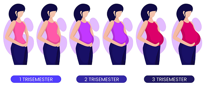 3 pregnancy stages