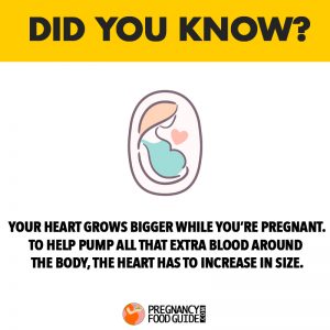 heart grows bigger pregnancy