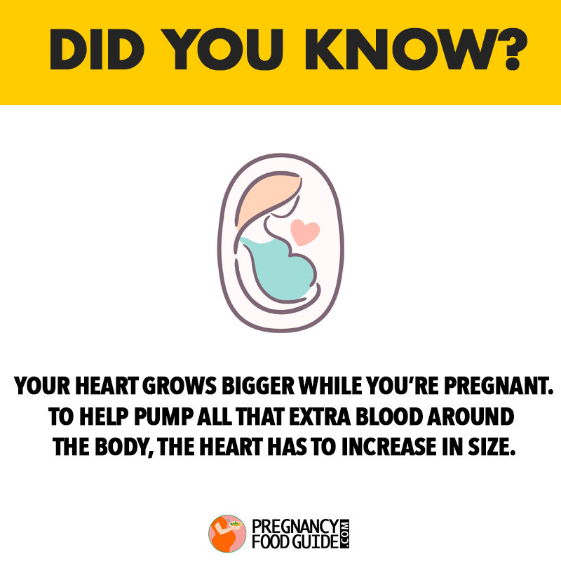 heart grows bigger pregnancy