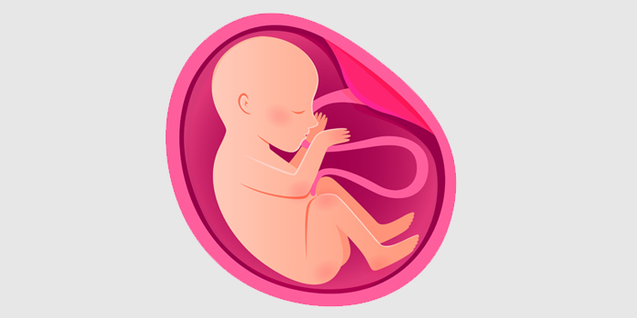 baby sleep in womb