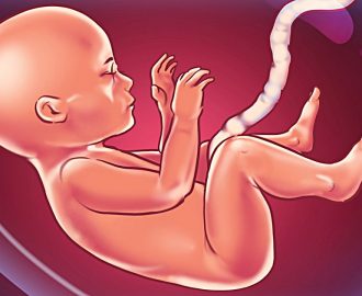baby life in womb