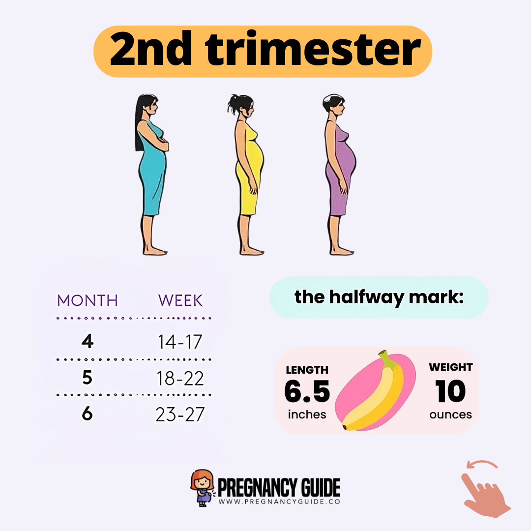 second trimester