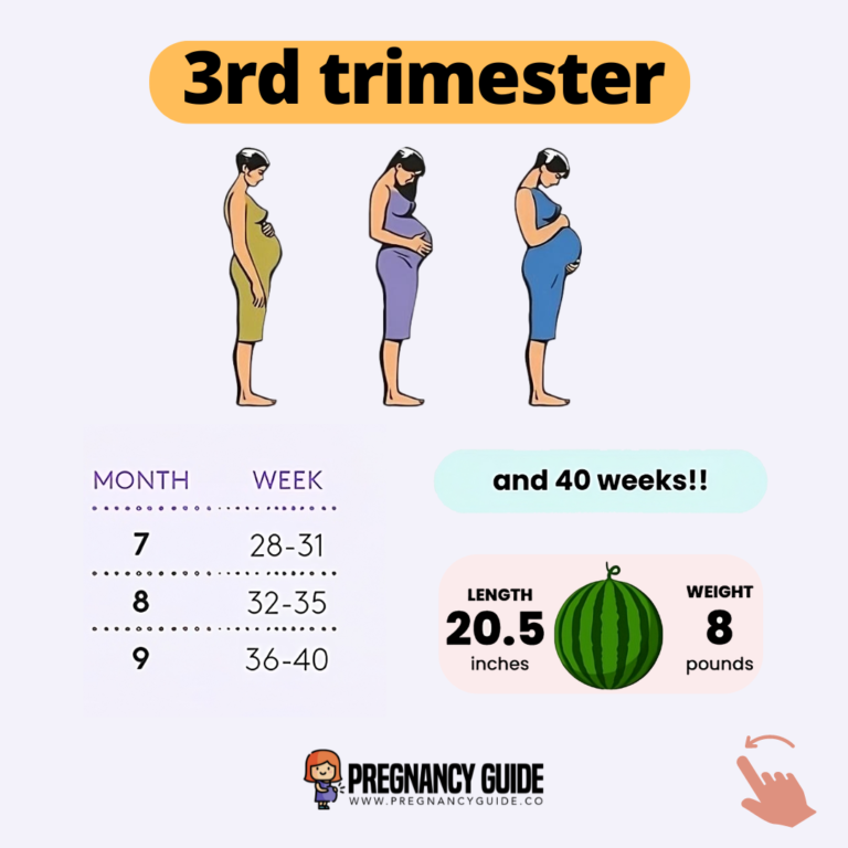 Stages of Pregnancy: First, Second and Third Trimester