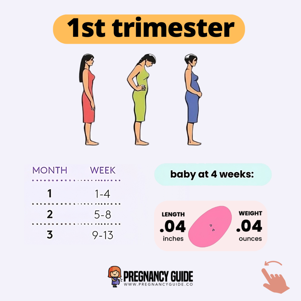 Stages of Pregnancy: First, Second and Third Trimester